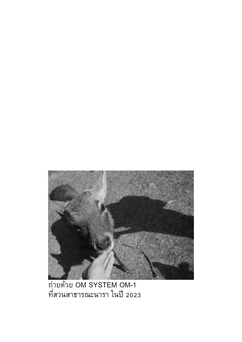 เห็ดเกิดจากความเหงา ภาพ 15