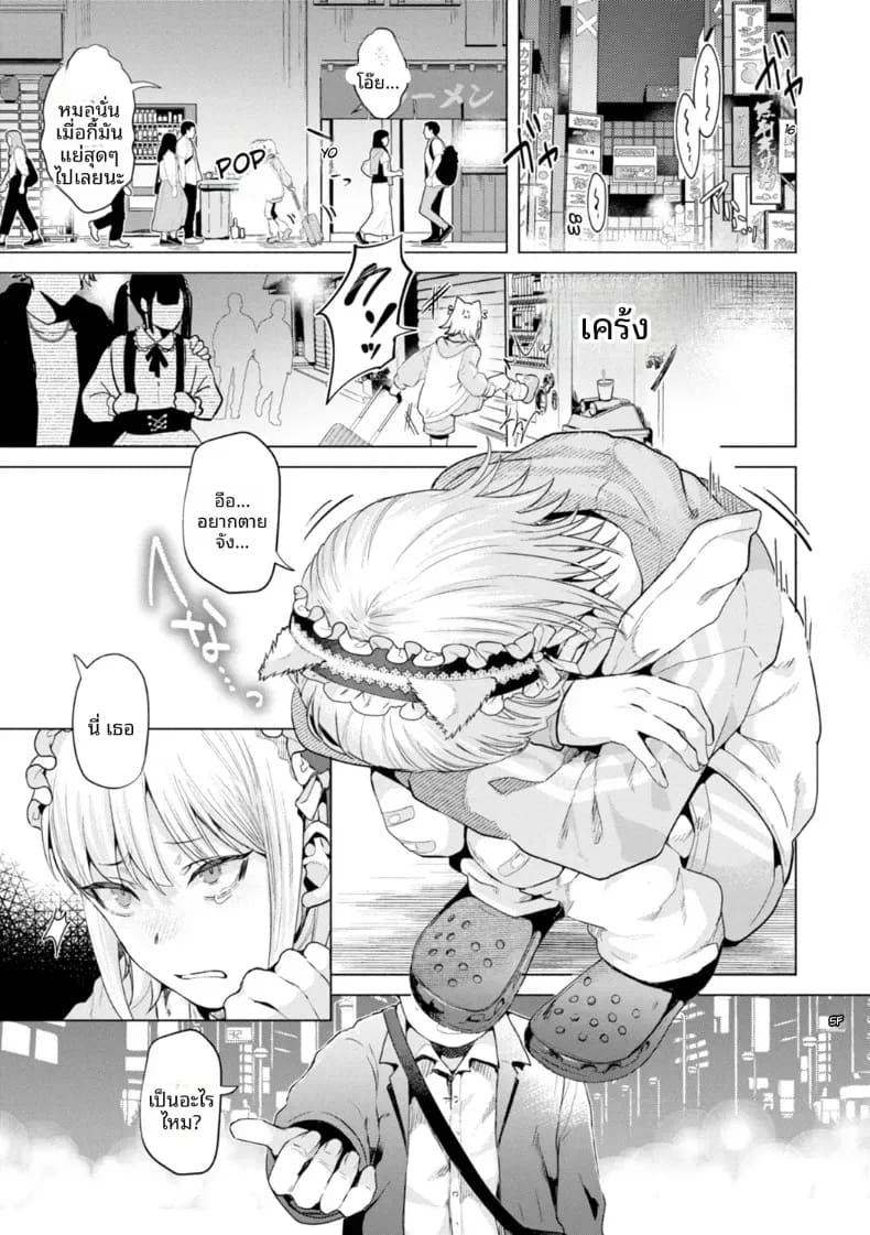 เก็บแมวจรจัดมาเลี้ยง ภาพ 0