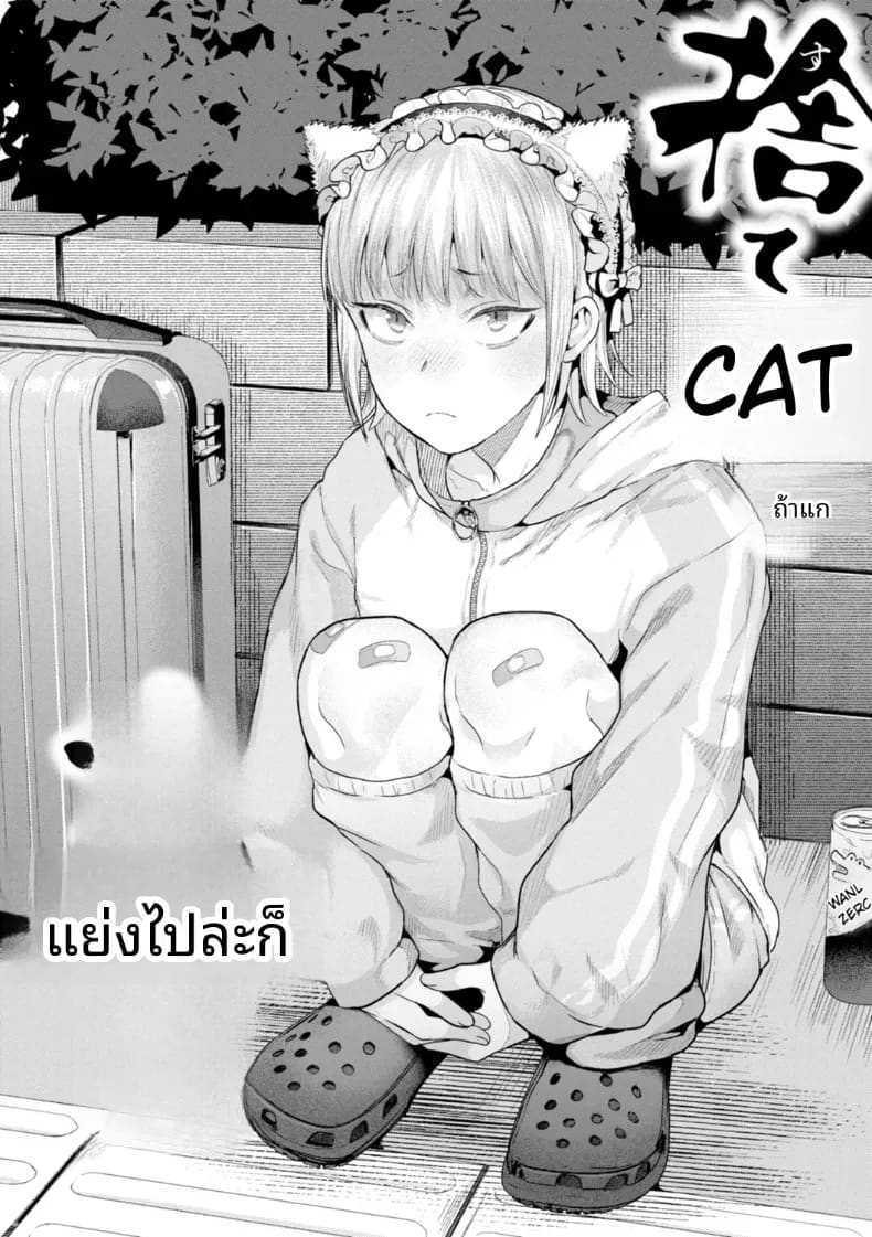 เก็บแมวจรจัดมาเลี้ยง ภาพ 1